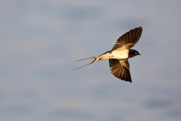 Swallow bird (Wire-tailedSwallow) flying on the sea, Freedom concept