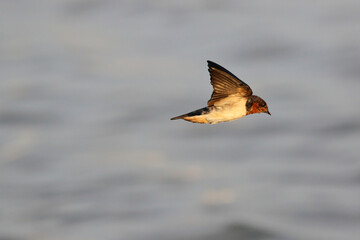 Swallow bird (Wire-tailedSwallow) flying on the sea, Freedom concept