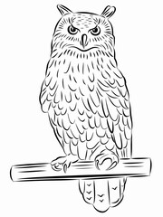 Fototapeta premium illustration of a owl, vector drawing