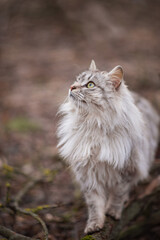 Obraz premium Photo of a gray fluffy cat.