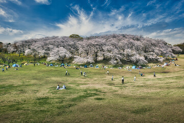 Fototapeta na wymiar 根岸森林公園に咲く満開の桜