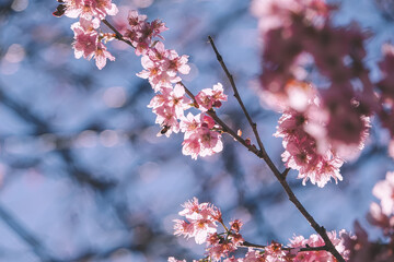 Pinky cherry blossom during springtime in the Wuling farm, Taichung, Taiwan.