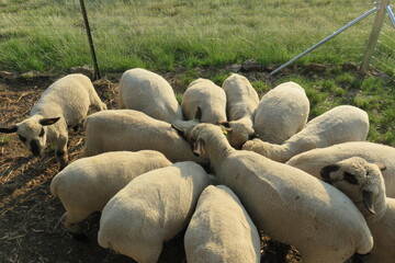 A view from above of a group of sheared sheep, with beige wool, huddled together in a circle, around food buckets eating, while standing on sandy ground