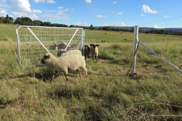 A herd of sheep walking in a line through an open silver farm steel gate on grass fields surrounded by green pasture landscapes under a blue sky with scattered white puffy clouds, n South Africa