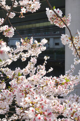 Fototapeta na wymiar 日本橋の桜、東京