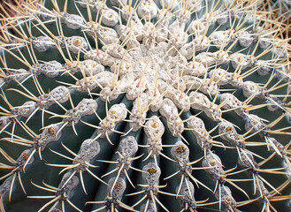 Close up view of green cactus as background (top view, texture). Macro. Plant background. Tropical...