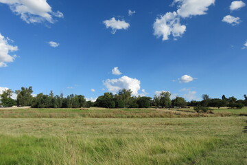 A beautiful fresh colorful photograph of a sheep farm in South Africa with lush green pasture landscapes, short cut grass walkways, under a blue sky with scattered small puffy white clouds