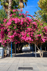 Beautiful blooming pink bougainvillea in a park
