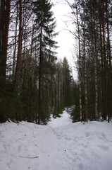 Winter forest in the village of Malye Korely, Arkhangelsk region
