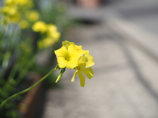 おおばなかたばみ