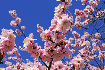 Nahaufnahme von blühenden Mandelblüten, Kirschblüten (Prunus dulcis)