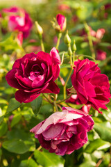 pink rose flowers as background