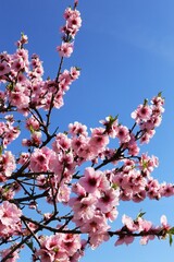 Almond blossoms, cherry blossoms (Prunus dulcis)