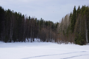 Winter forest in the village of Malye Korely, Arkhangelsk region