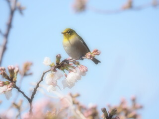 桜の枝に止まるメジロ