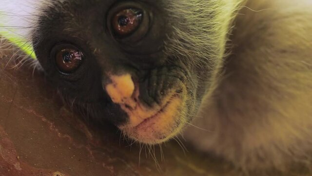 Wild red colobus monkey sitting on the branch in tropical forest. during a scientific expedition, professional cinema equipment, Leica optics, downscale 6K.Zanzibar, Tanzania, East Africa