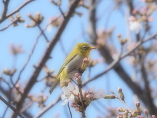 桜の枝に止まるメジロ