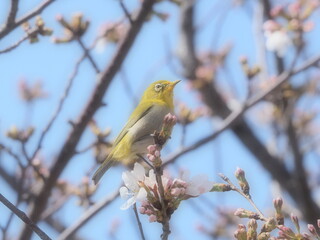 桜の枝に止まるメジロ