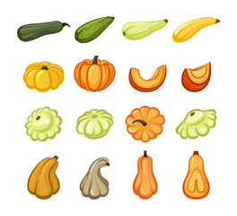 Harvest ripe pumpkins and zucchini set. Juicy orange slices with sweet pulp yellow vegetable with green organic veins star shaped round healthy eco product for vegetarians with vitamin. Vector diet.