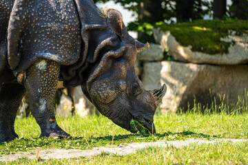 Fototapeta premium The Indian Rhinoceros, Rhinoceros unicornis aka Greater One-horned Rhinoceros