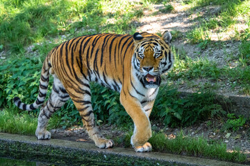 The Siberian tiger,Panthera tigris altaica in a park