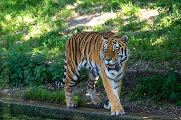 The Siberian tiger,Panthera tigris altaica in a park