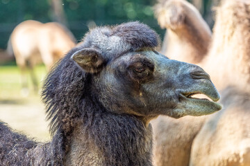 Bactrian camel, Camelus bactrianus in a german zoo