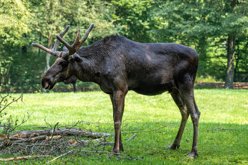 European Moose, Alces alces, also known as the elk