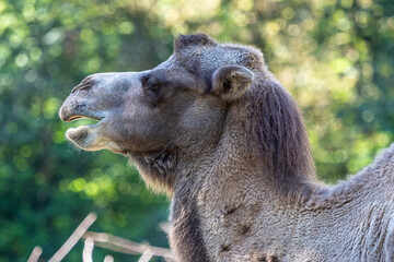 Bactrian camel, Camelus bactrianus in a german zoo