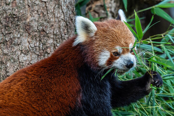 The red panda, Ailurus fulgens, also called the lesser panda.