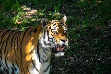 The Siberian tiger,Panthera tigris altaica in a park