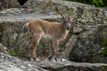Young baby mountain ibex or capra ibex on a rock