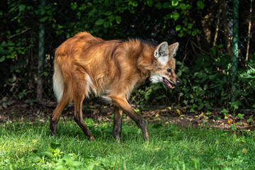 The Maned Wolf, Chrysocyon brachyurus is the largest canid of South America © rudiernst