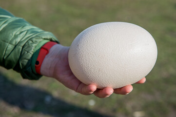 Enormous big ostrich egg in man hand. Eco part. - obrazy, fototapety, plakaty