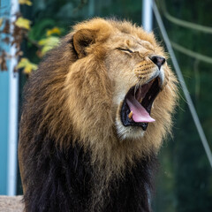 The lion, Panthera leo is one of the four big cats in the genus Panthera