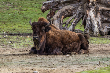 American buffalo known as bison, Bos bison in a german park