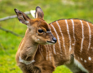 Baby Nyala Antelope - Tragelaphus angasii. Wild life animal.