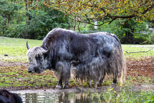The domestic Yak, Bos mutus grunniens in a park