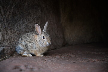Bunny rabbit at a dark cave