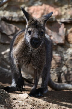 Wallaby portrait close up looking at camera 