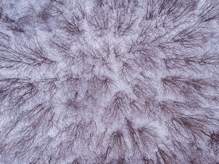 Forest looked from the above in winter