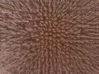 Forest looked from the above in autumn