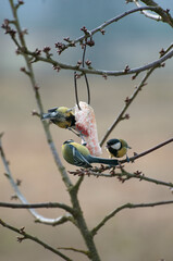 sikorki © marsad