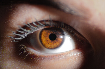 Beautiful macro photo of human eye, iris, pupil, eye lashes, eye lids. Brown female eyes.