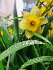 yellow flower with water drops