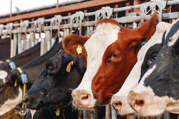 Head of a cow standing in a stall