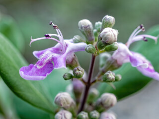 咲いている紫色のハマゴウの花
