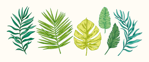 Collection of green tropical leaves and plants isolated on white background. Vector Hand Drawn Sketch Botanical Illustration. Highly detailed plant collection. Palm leaves. Exotic. Vintage. Colorful