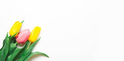 tulip flower on white background with copy space