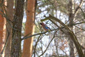 Сolorful jay bird in the winter autumn sunny forest among the branches of trees